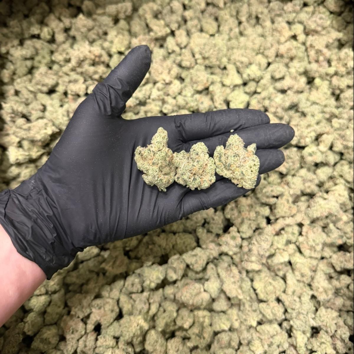 Gelato Punch