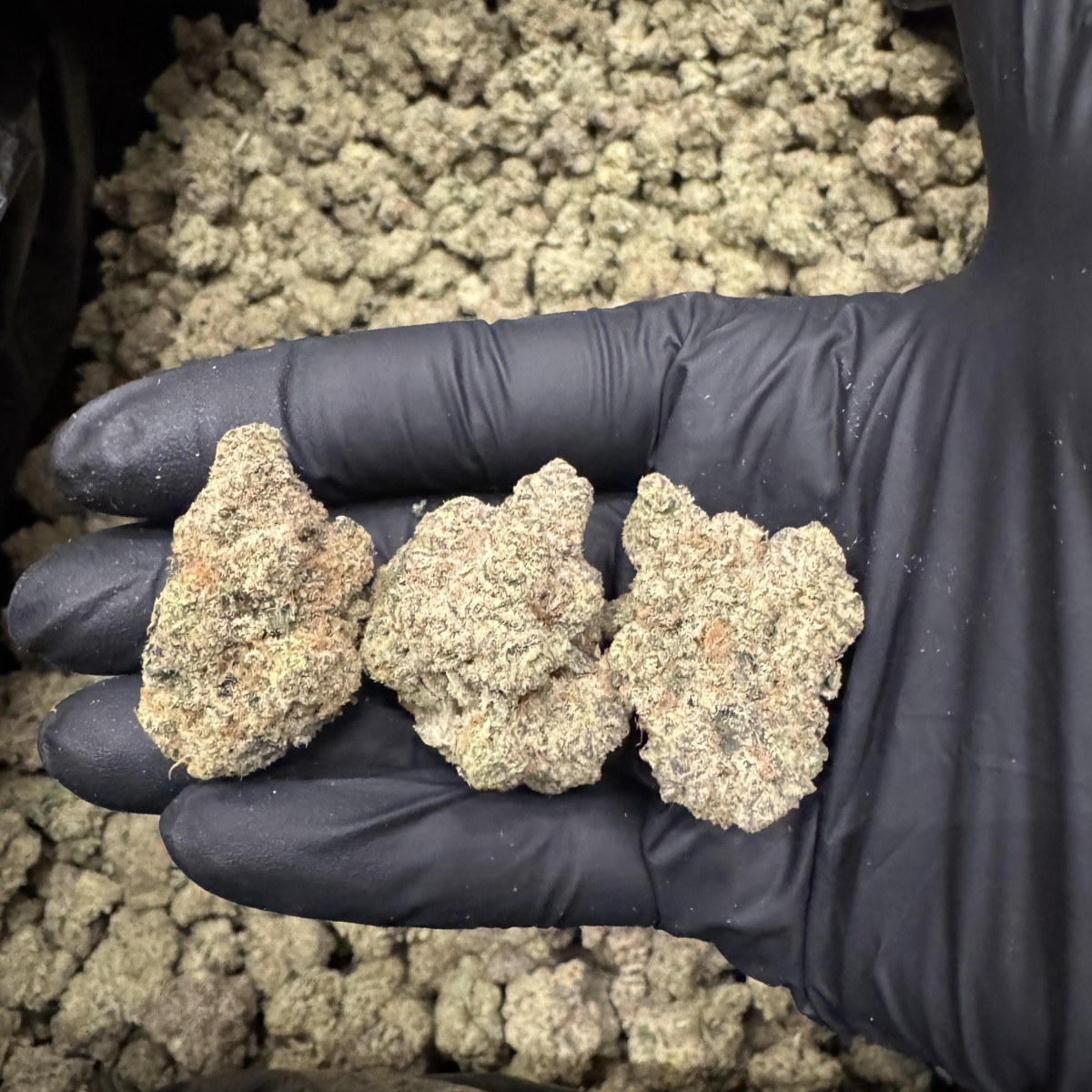 Girl Scout Cookies